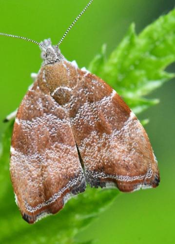 Réf. 326 960 : Choreutis nemorana